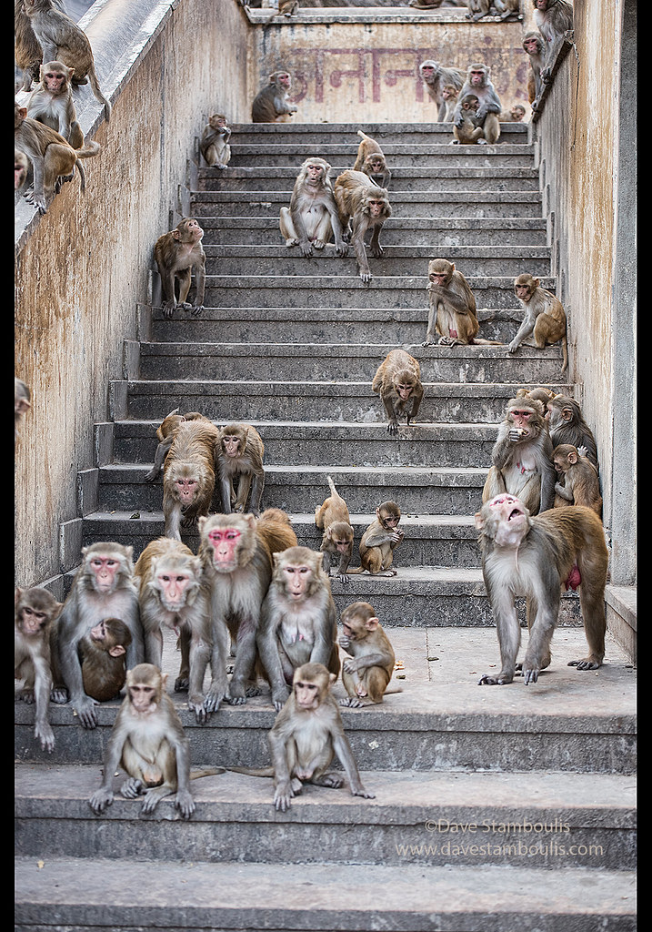 Храм обезьян, Джайпур